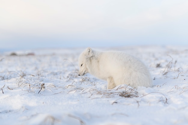 Raposa do Ártico (Vulpes Lagopus) no inverno na tundra siberiana com fundo industrial.