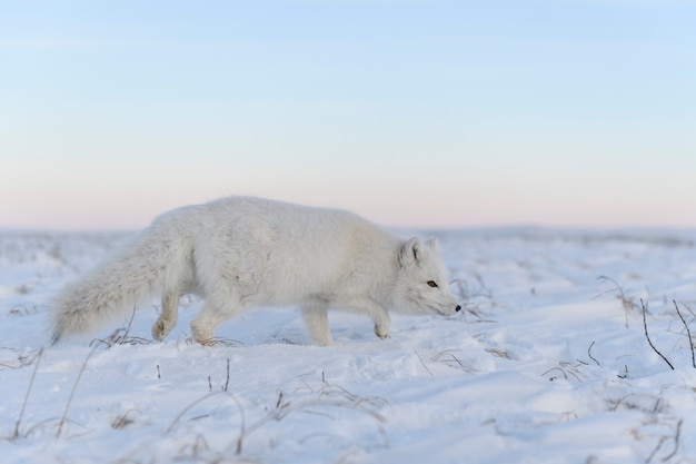 Raposa do Ártico (Vulpes Lagopus) no inverno na tundra siberiana com fundo industrial.