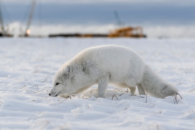 Raposa do Ártico (Vulpes Lagopus) no inverno na tundra siberiana com fundo industrial.