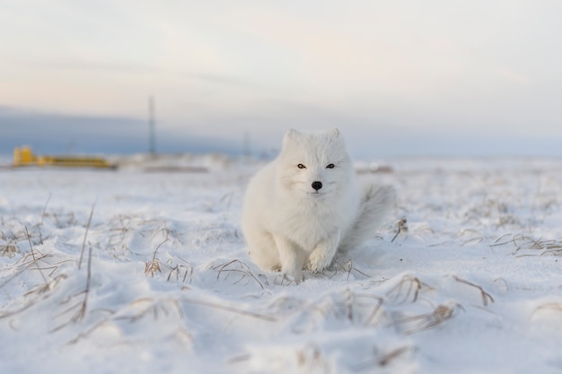 Raposa do Ártico (Vulpes Lagopus) no inverno na tundra siberiana