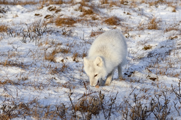 Raposa do Ártico (Vulpes Lagopus) no inverno na tundra siberiana