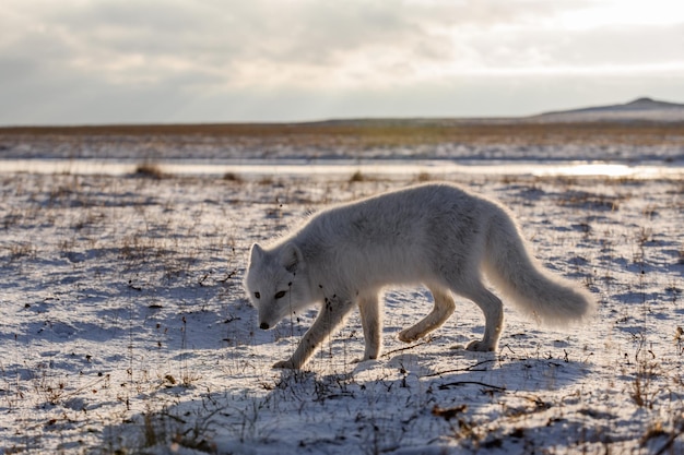 Raposa do Ártico Vulpes Lagopus no inverno na tundra siberiana