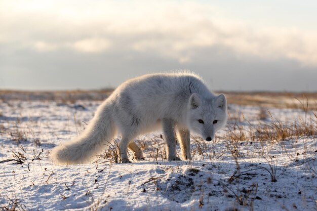 Raposa do Ártico Vulpes Lagopus no inverno na tundra siberiana