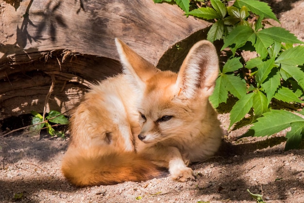 Raposa Fennec ou raposa do deserto de perto, raposinha fofa dormindo enrolada na bola na areia