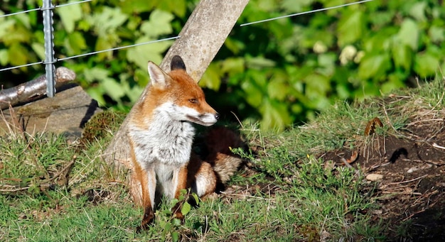 Raposa macho se aquecendo ao sol da primavera