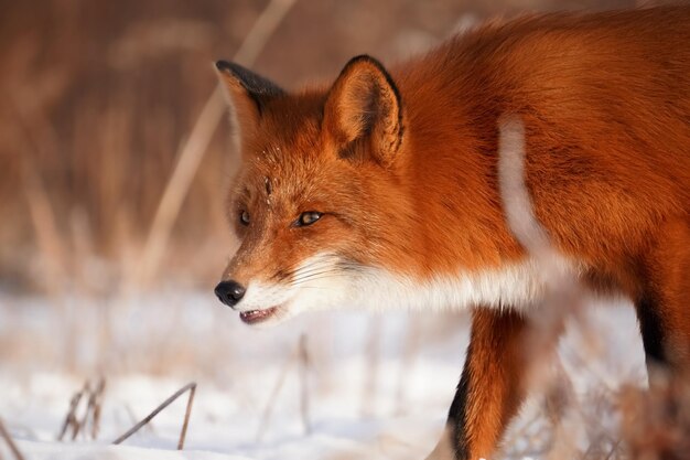 Foto raposa na natureza selvagem