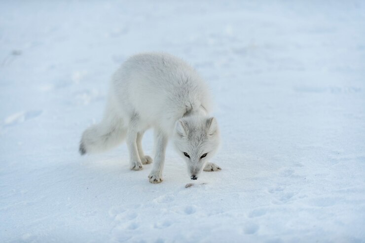 Foto raposa selvagem do ártico com plástico no pescoço na tundra de inverno problema ecológico poluição do plástico