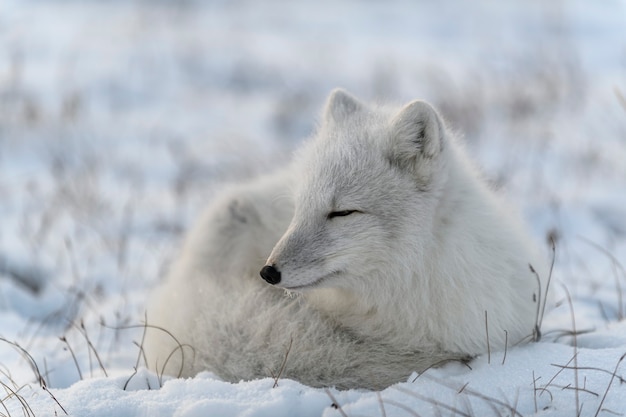 Raposa selvagem do ártico na tundra. Raposa do Ártico mentindo. Dormindo na tundra.