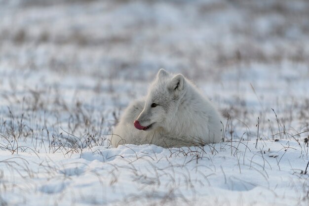 Raposa selvagem do ártico na tundra. Raposa do Ártico mentindo. Dormindo na tundra.