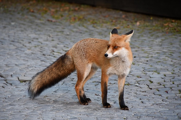 Foto raposa selvagem na rua