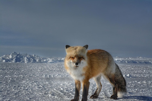 Raposa vermelha de pé em uma paisagem coberta de neve