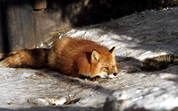 Raposa vermelha dorme na neve no inverno