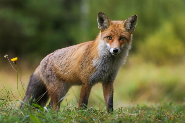 Raposa vermelha fofa olhando de uma colina em um prado na natureza do outono