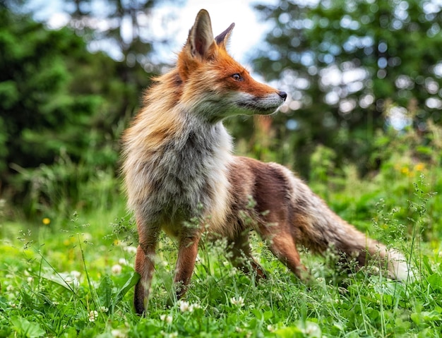 Raposa vermelha na floresta