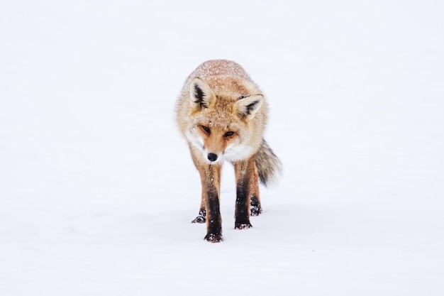 Raposa vermelha na neve