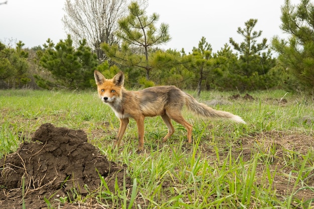 Foto raposa vermelha no selvagem vulpes vulpes