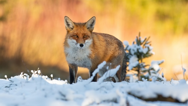 Raposa vermelha olhando olhando para a neve na natureza de inverno
