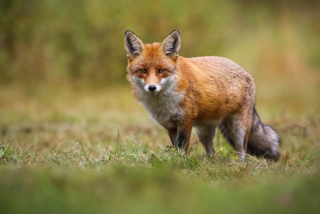 Raposa vermelha olhando para a câmera em campo verde no outono