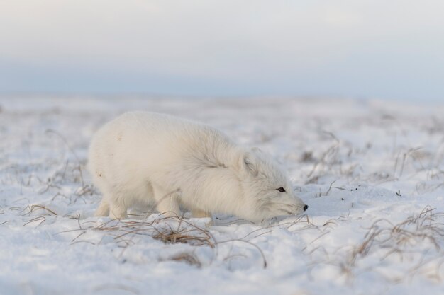 Raposa-vermelha (Vulpes Lagopus) na tundra wilde. Raposa do Ártico mentindo.