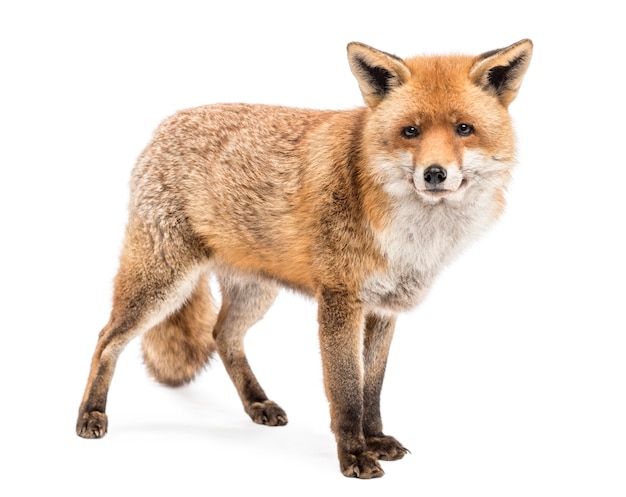 Raposa vermelha Vulpes vulpes em pé isolado no branco