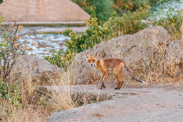 Raposa vermelha Vulpes vulpes em uma margem rochosa Raposa na vida selvagem