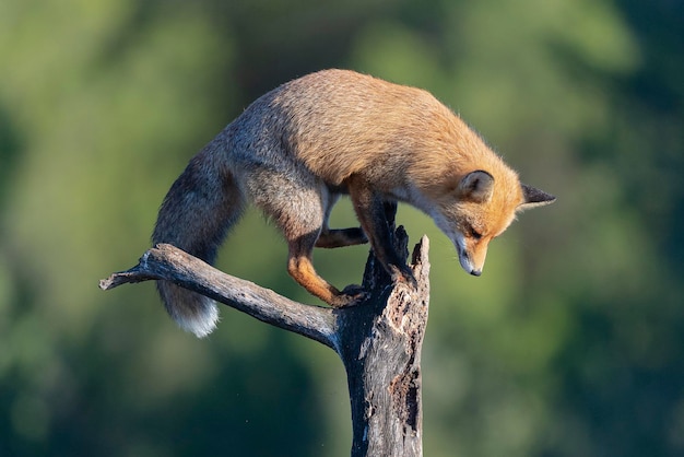 Raposa vermelha (Vulpes vulpes) Málaga, Espanha