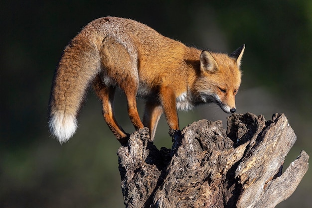 Raposa vermelha (Vulpes vulpes) Málaga, Espanha