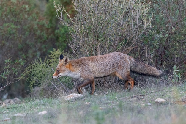 Raposa vermelha (Vulpes vulpes) Málaga, Espanha