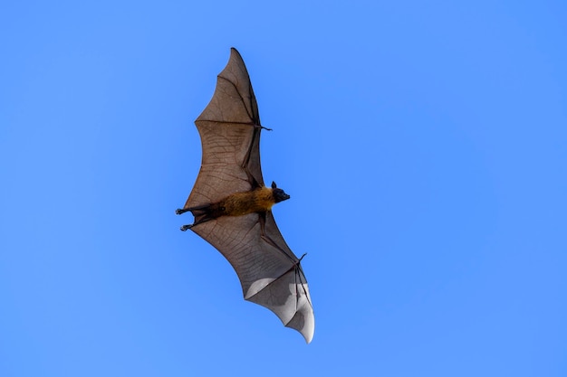 Raposa voadora na ilha das Maldivas Morcego frutífero voador Raposa Voadora de Cabeça Cinza Pteropus poliocephalus
