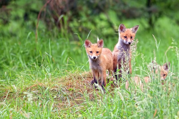 Raposas na floresta em estado selvagem