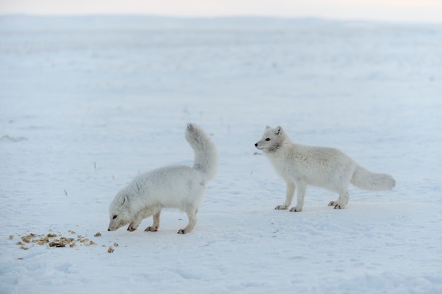 Raposas selvagens do ártico comendo na tundra no inverno.