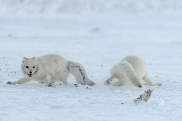 Raposas selvagens do ártico lutando na tundra no inverno. Raposa branca ártica agressiva.