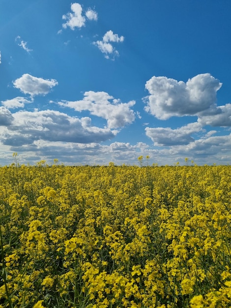 Raps blüht im Ackerland auf dem Land unter blauem Himmel mit Zirruswolken im Frühling