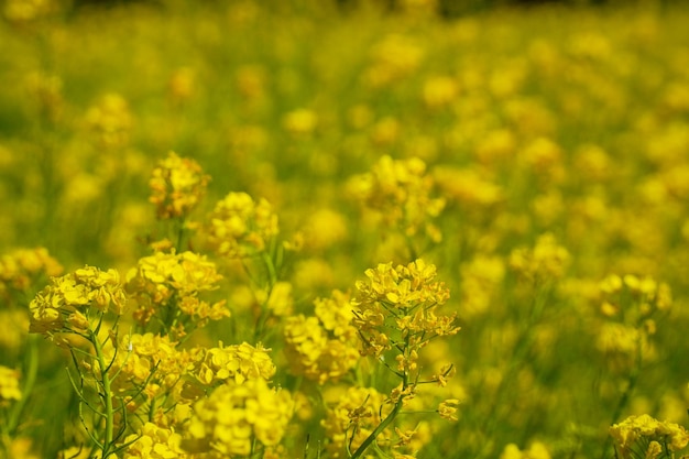 Raps-Blumen-Felder im Hintergrund der Insel Jeju