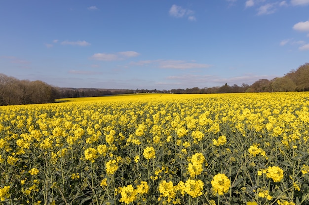 Raps (Brassica napus) Blüte in der Landschaft von East Sussex in der Nähe von Birch Grove