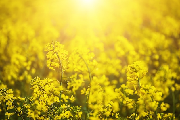 Raps Frühlingsblumen