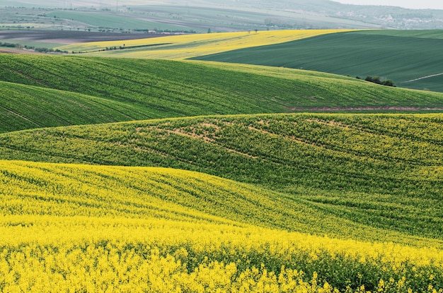 Raps gelb-grünes Feld im Frühling abstrakter natürlicher Öko-Saison-Blumenhintergrund