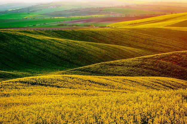 Raps gelbgrünes Feld im Frühjahr