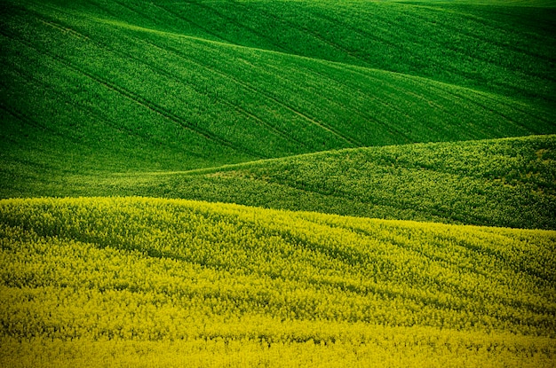 Raps gelbgrünes Feld im Frühjahr