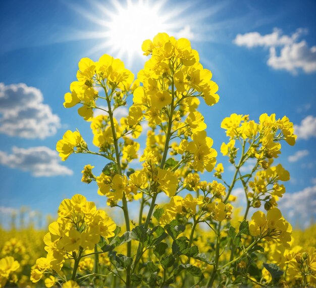 Rapsblüten auf dem Hintergrund des blauen Himmels mit Wolken