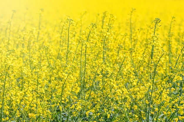 Rapsblüten im Rapsfeld Blühende Rapsblüten