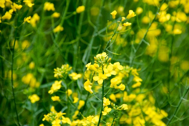 Foto rapsblüten makrofoto eines blühenden rapsfeldes