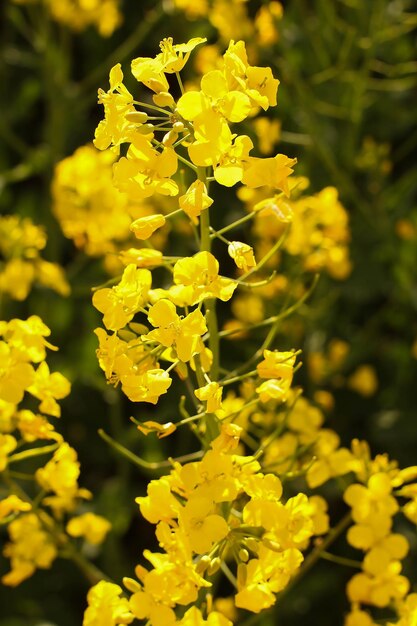 Rapsblumen auf einem Hintergrund des Rapsfeldes