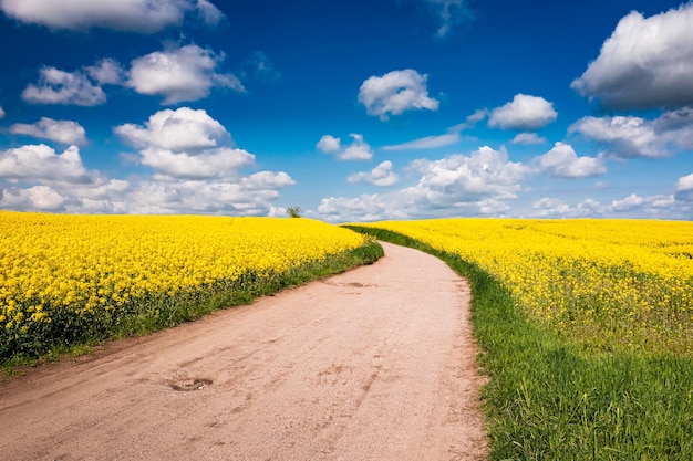 Rapsblumen und Landstraße im Sommer Landwirtschaft in Polen