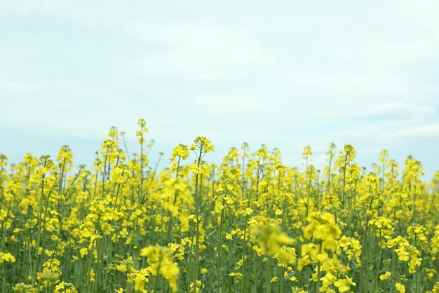 Rapsfeld auf dem Hintergrund des Himmels im Sommer