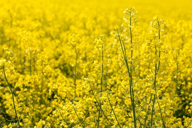 Rapsfeld Biokraftstoffe Sommer