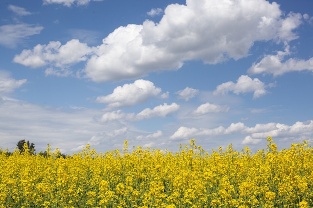 Rapsfeld blüht mit leuchtend gelben Blüten mit blauem Himmelshintergrund