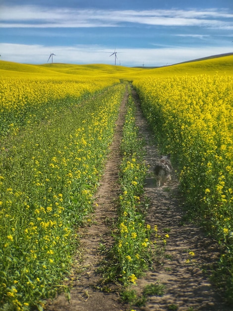 Foto rapsfeld gegen bewölkten himmel an einem sonnigen tag