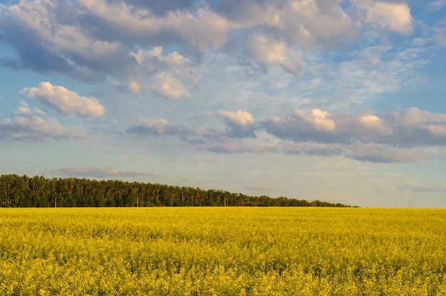 Rapsfeld gegen Himmel mit Wolken