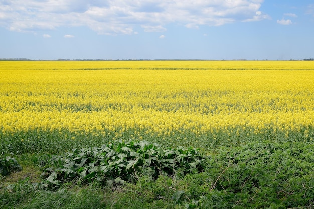 Rapsfeld Gelbe Rapsblumen Feldlandschaft Blauer Himmel und Raps auf dem Feld